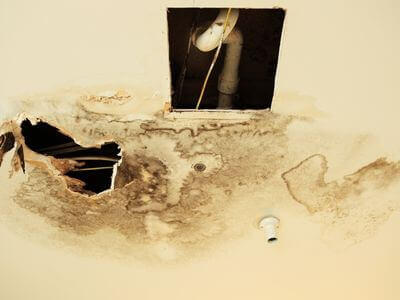 Professional mold remediation services in Mesa